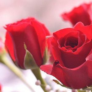 Meet your Posher, Regina